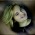 Ana Neves