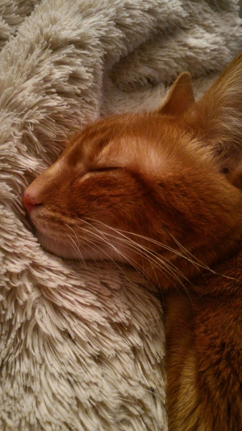 Gatito