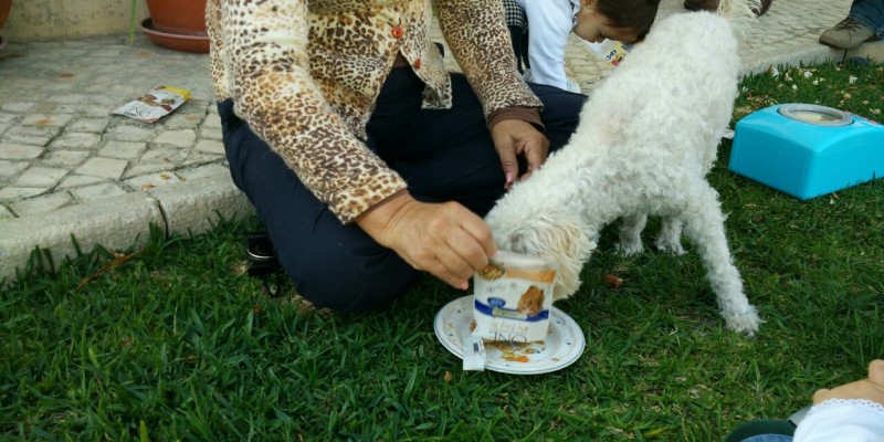 Miminho canino