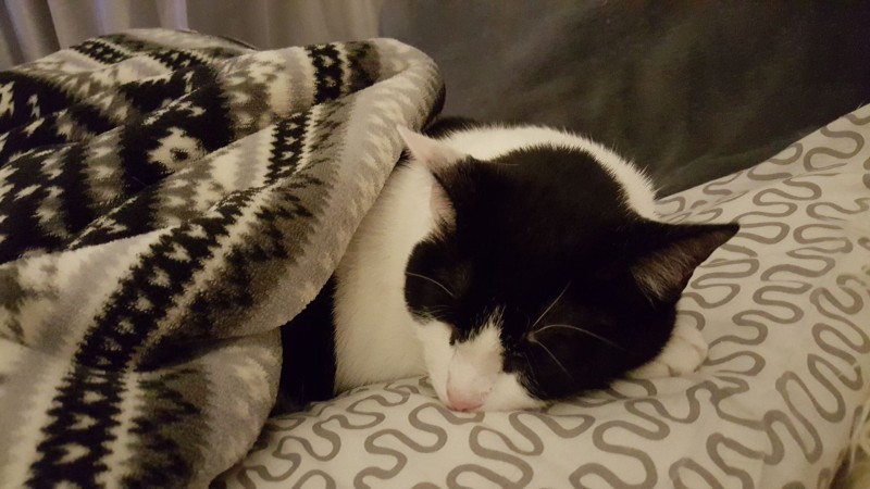 I need my cat safe