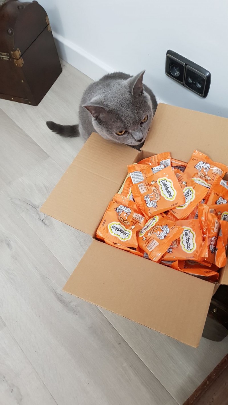 Sorpresa