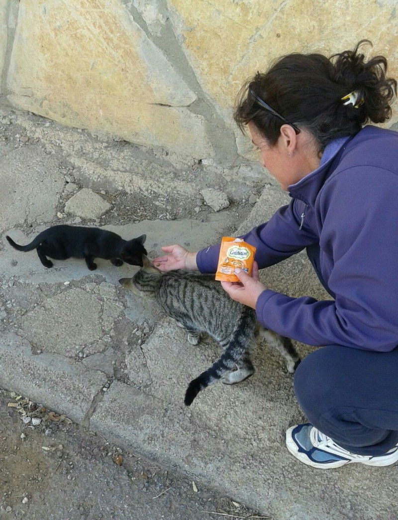Gato callejero