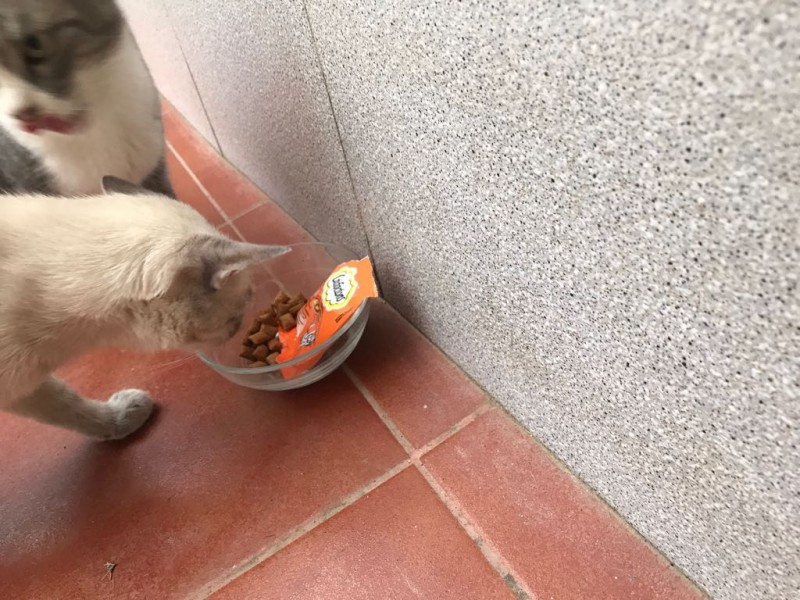 Olisqueando