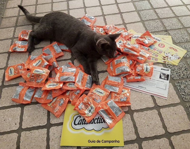 Kit Catisfactions
