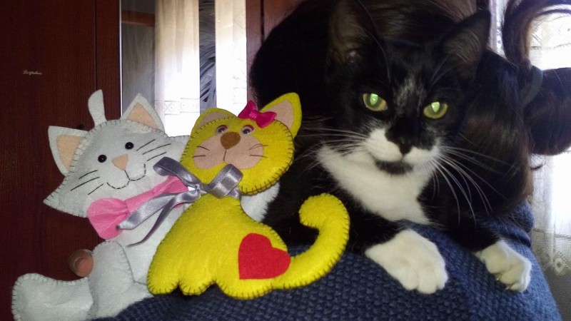 Chegou ao fim da campanha Catisfactions 