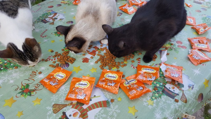 Mis gatitos