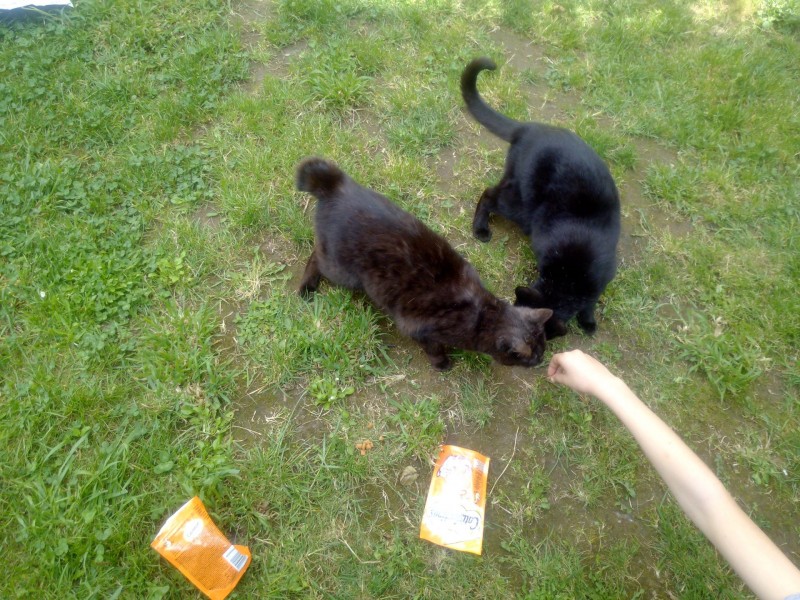2 gatitos muy felices