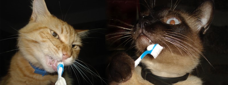 Garfield e Fred
