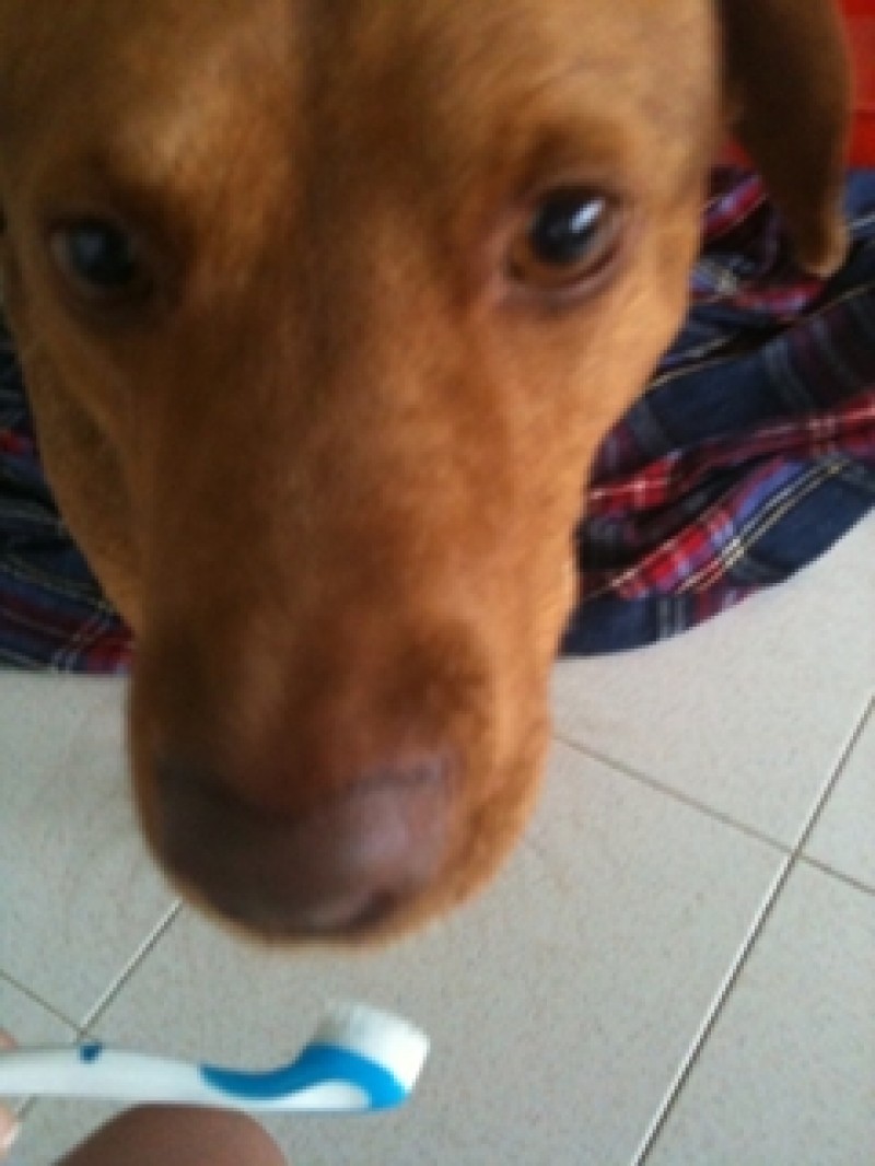 Até o cão! (Agora com o resize correcto)