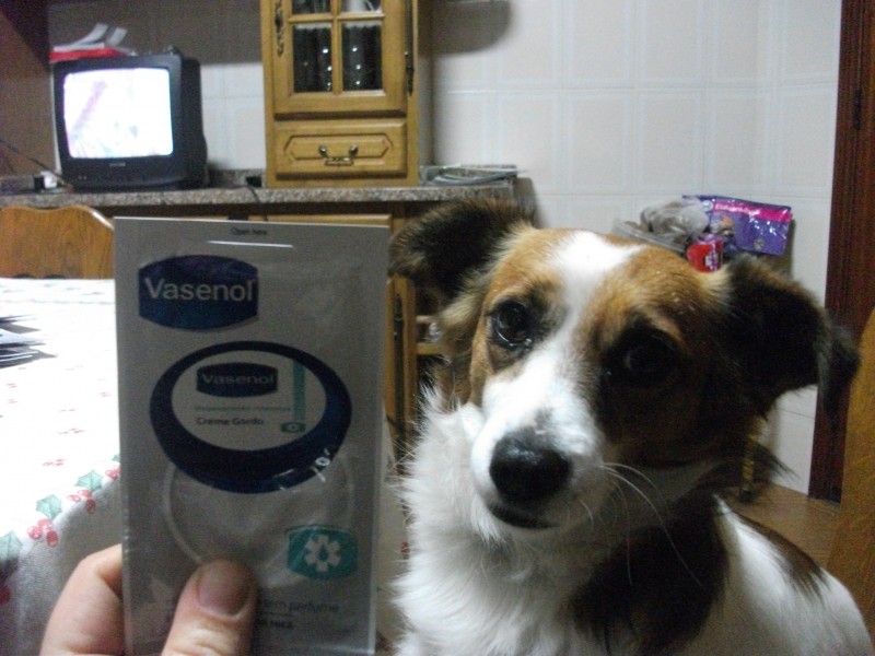 Até o meu cão veio ver