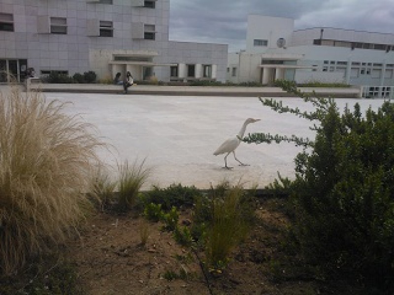 Wild Life and COllege