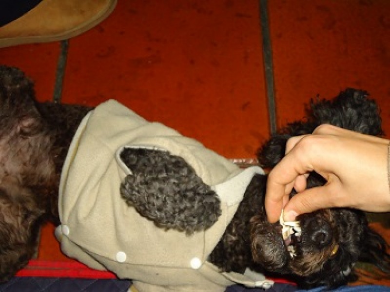 Campanha Purina One My Dog Is...- Momento #7‏ 