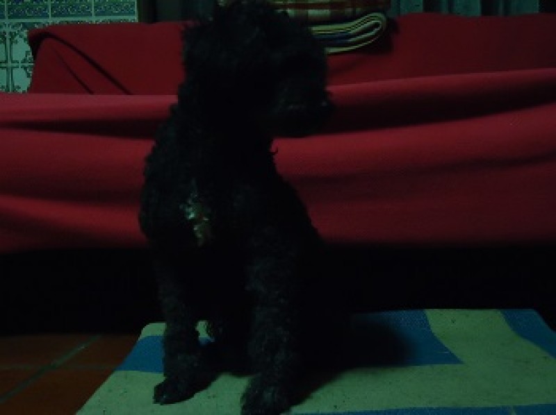 Campanha Purina One My Dog Is...- Momento #7