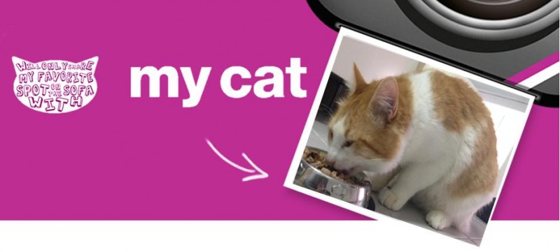 Kiko a devorar Whiskas