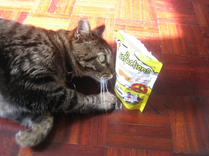 FelizCatisfaction