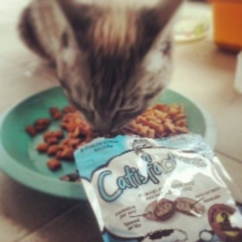 Prato Youzz for Cats