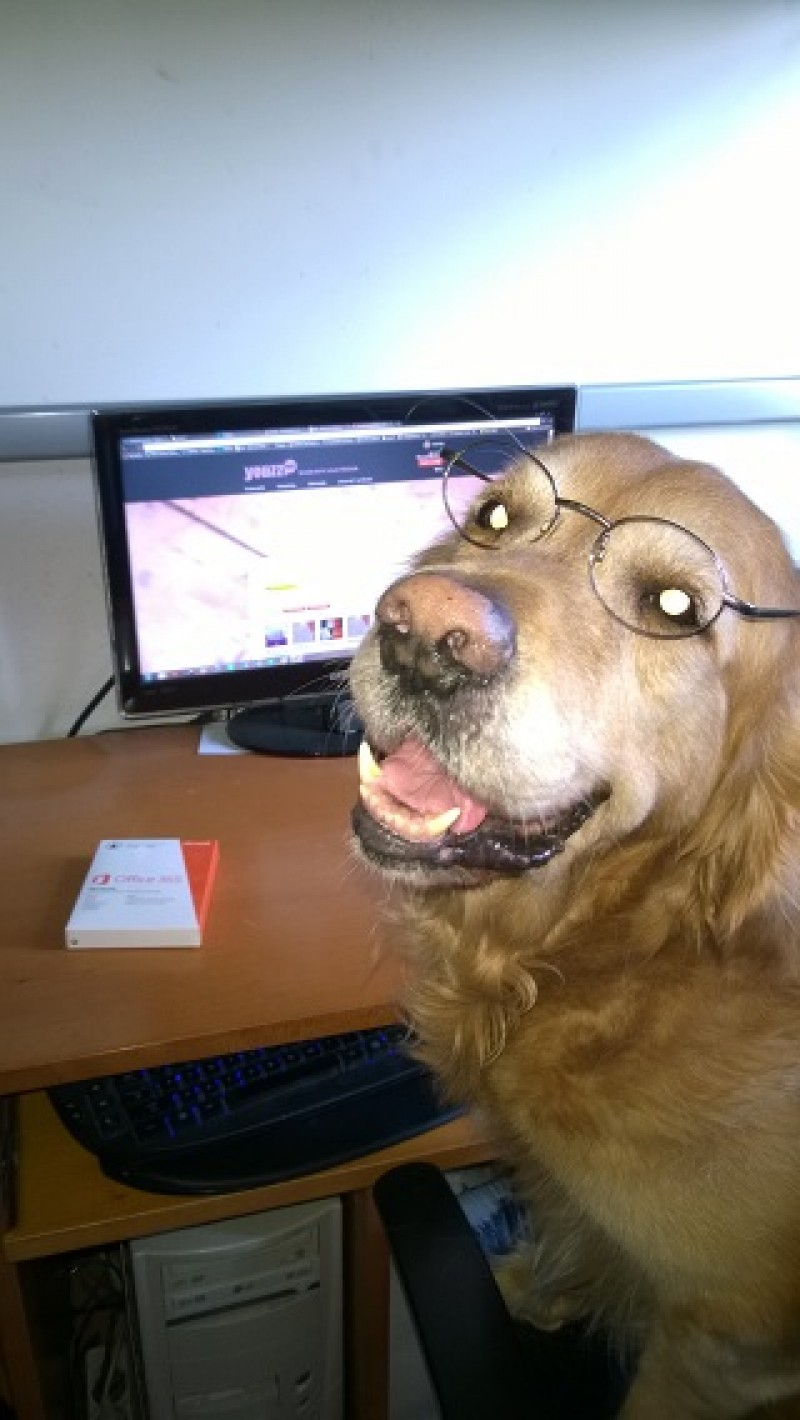 Office Cãossoal