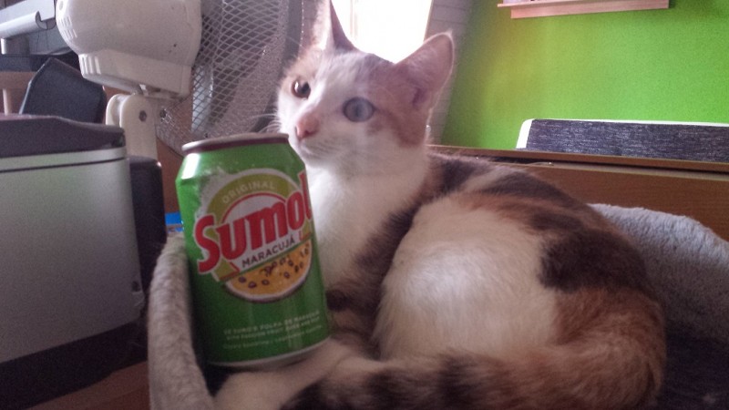 Zelda + Sumol