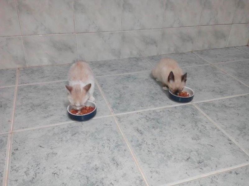 o meu e o amigo