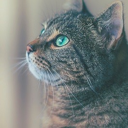 Whiskas® Simplesmente Bom II