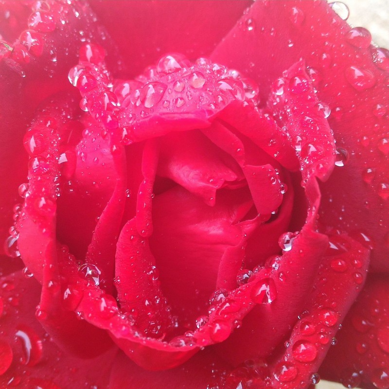 Rosa mojada
